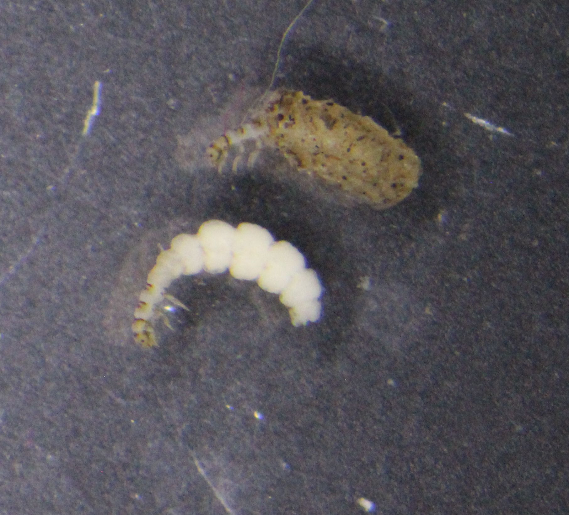 hydroptil